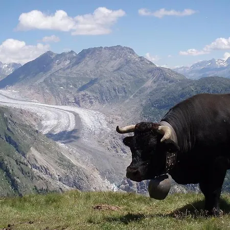 Lejlighed Malva Belalp